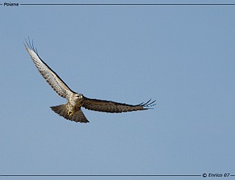 Animali 165